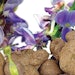 Bio Botanica