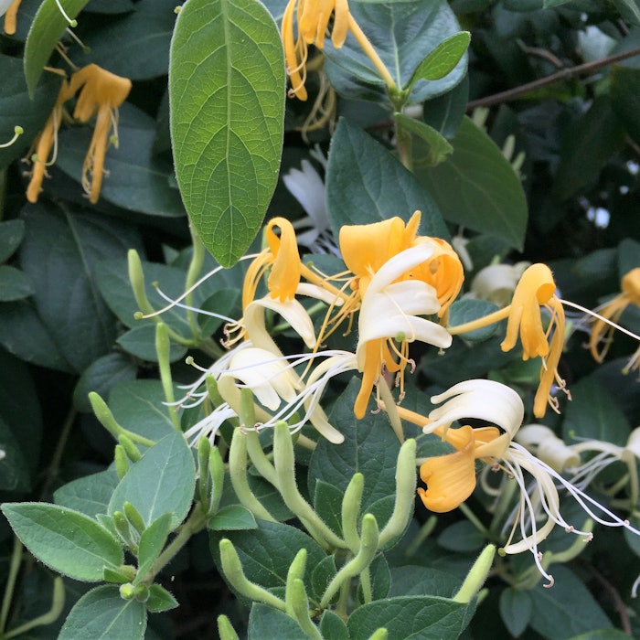 Plantservative (2) (1)