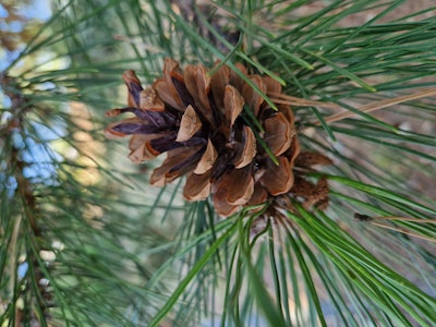 Mibelle Biochemistry will launch a new sustainable hair care ingredient made from pine cones at in-cosmetics Global.