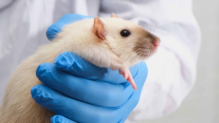 Washington state would be the twelfth on the growing list of U.S. states banning animal testing for cosmetics.