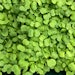 Edited Picture 1 Arugula Microgreen
