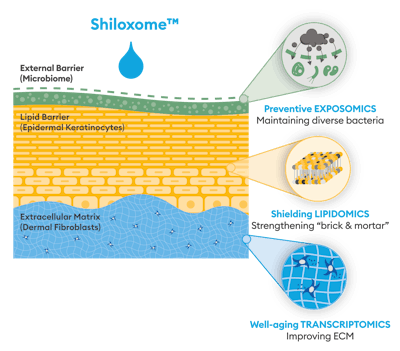 Provital’s Shiloxome™ offers benefits across three “omics”—exposomics (microbiome diversity), transcriptomics (well-aging) and lipidomics (barrier care).