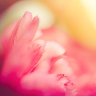 Symrise’s Flowerconcentrole functional olfactive flower extracts deliver a well-being boost, according to the company.