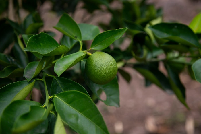 GCI and Acelim are growers, processors and suppliers of lime-based products, including fresh limes, lime essential oils, lime juice, and lime peel.