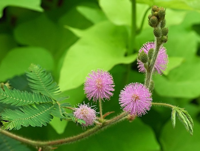 Mimosa Tenuiflora (2) (1)