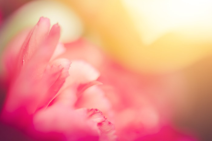 The range's functional and biodegradable plant extracts, which are 100% natural in line with ISO 16128, are sustainably sourced from Madagascar, France and Bulgaria, per Symrise.
