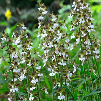 Provital’s Orchistem stem cell active derived from a Japanese orchid, has a lifting effect on the upper eyelid, mimicking popular procedures that target the area.