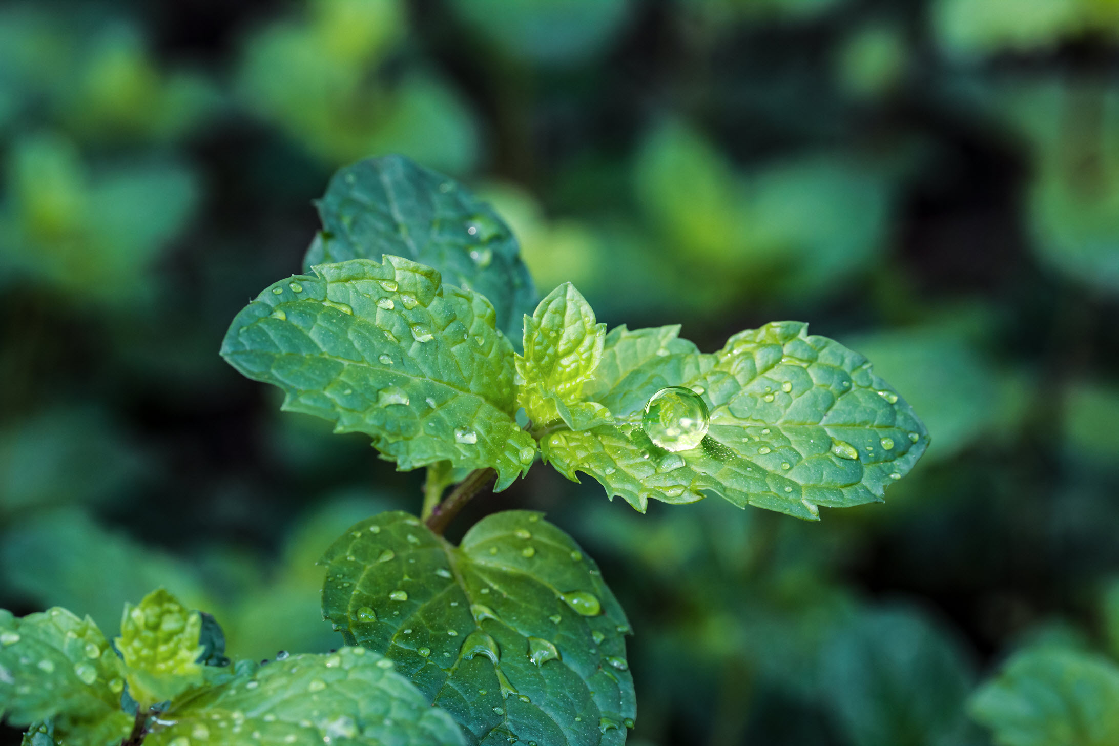 Aro Productcluster Mint