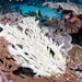 The company is currently facing a class action lawsuit over its Sound Body sunscreen that contains ingredients alleged to harm coral reefs — despite the products being advertised as “reef conscious.”