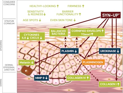 When plasmin levels are kept in check, there is a beneficial effect across all skin layers.