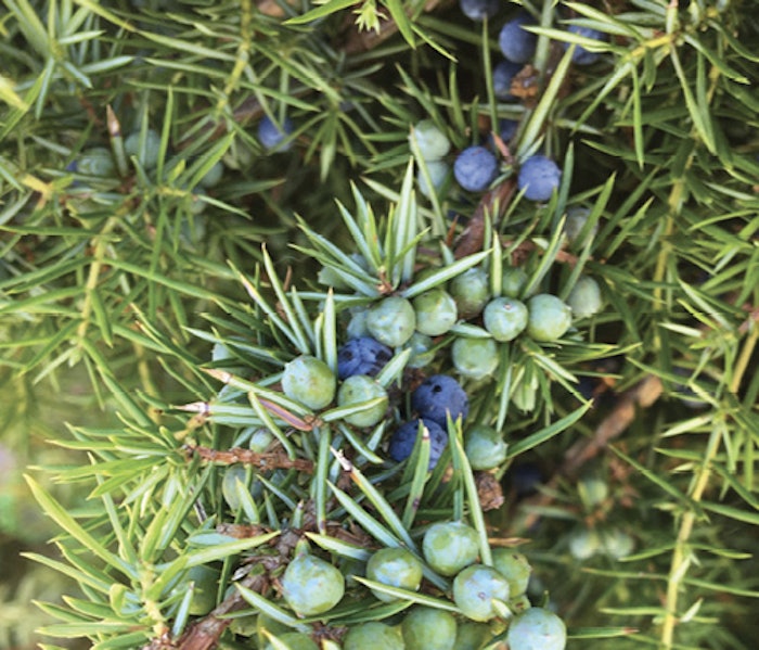 Juniperacm (2)