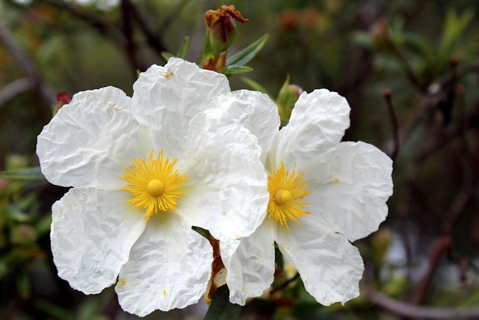 A trip to Seville and the Cistus fields is a unique opportunity to fully understand the beauty of the Cistus Ladanifer plant and all the aromatic products derived from it, let alone the visit to a beautiful and historical city of Spain!