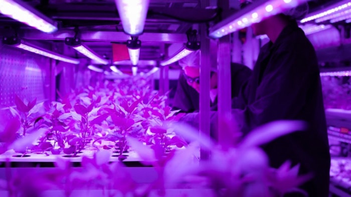 Trifolium pratense growing in Biomecell