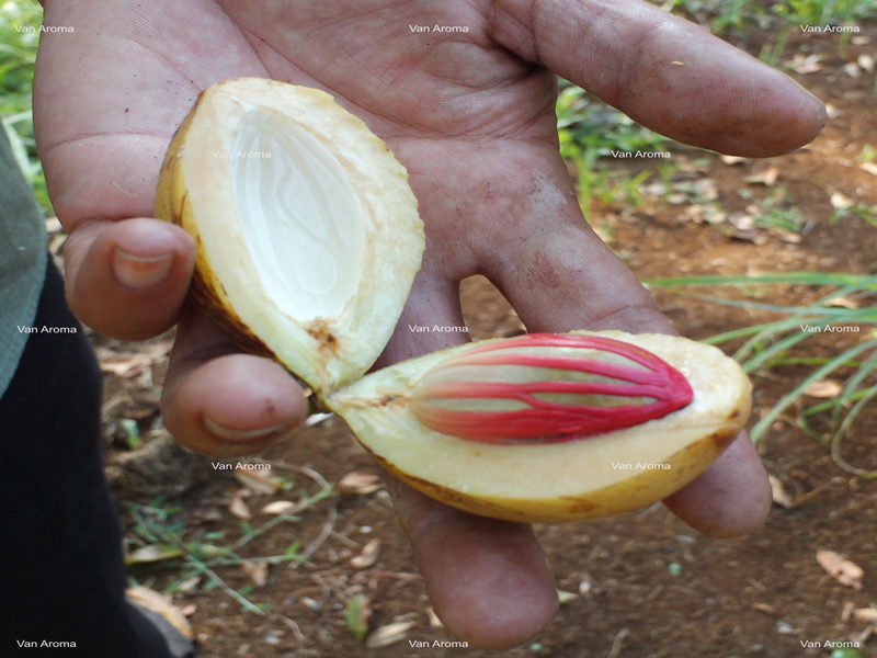 Nutmeg