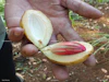 Nutmeg