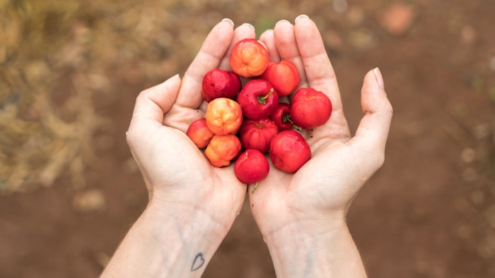hands holding acerola cherries