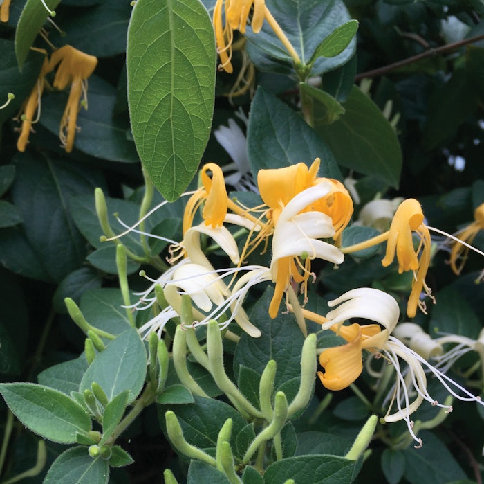 Honeysuckle 1 (1)