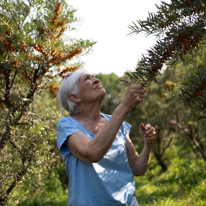 In the last two years, Gattefossé has developed two bioactive ingredients, Eyeglorius and Noxifense, from underutilized sea buckthorn leaves.