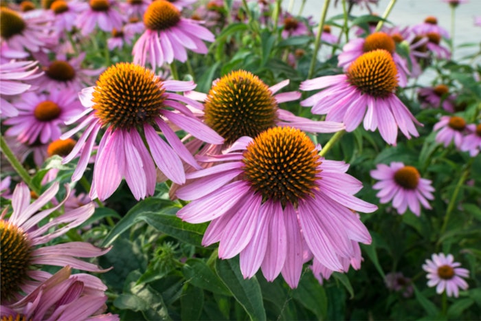 Echinacea Purpurea Flowers Volpura