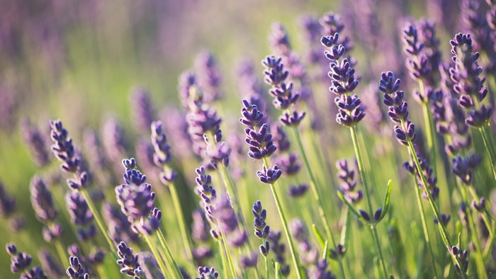 The 18th edition of the International Exhibition of Raw Materials for the Perfumery Industry was held in Paris, France.