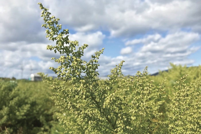 Ichimaru Hyaluguardplant