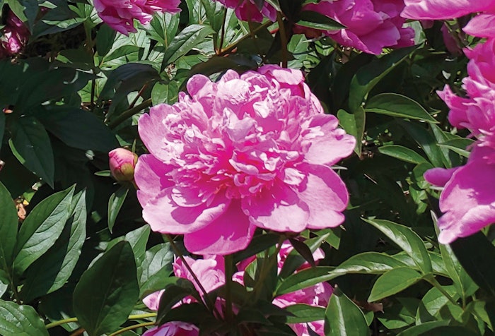 Ichimaru Shakuyaku01