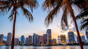 Miami Skyline Through Palm Trees Adobe Stock 112024511