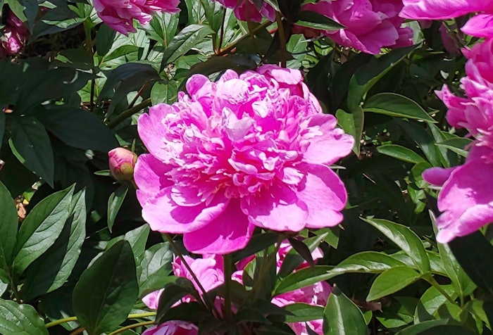 Peony Flower Imageshakuyaku01 (1)