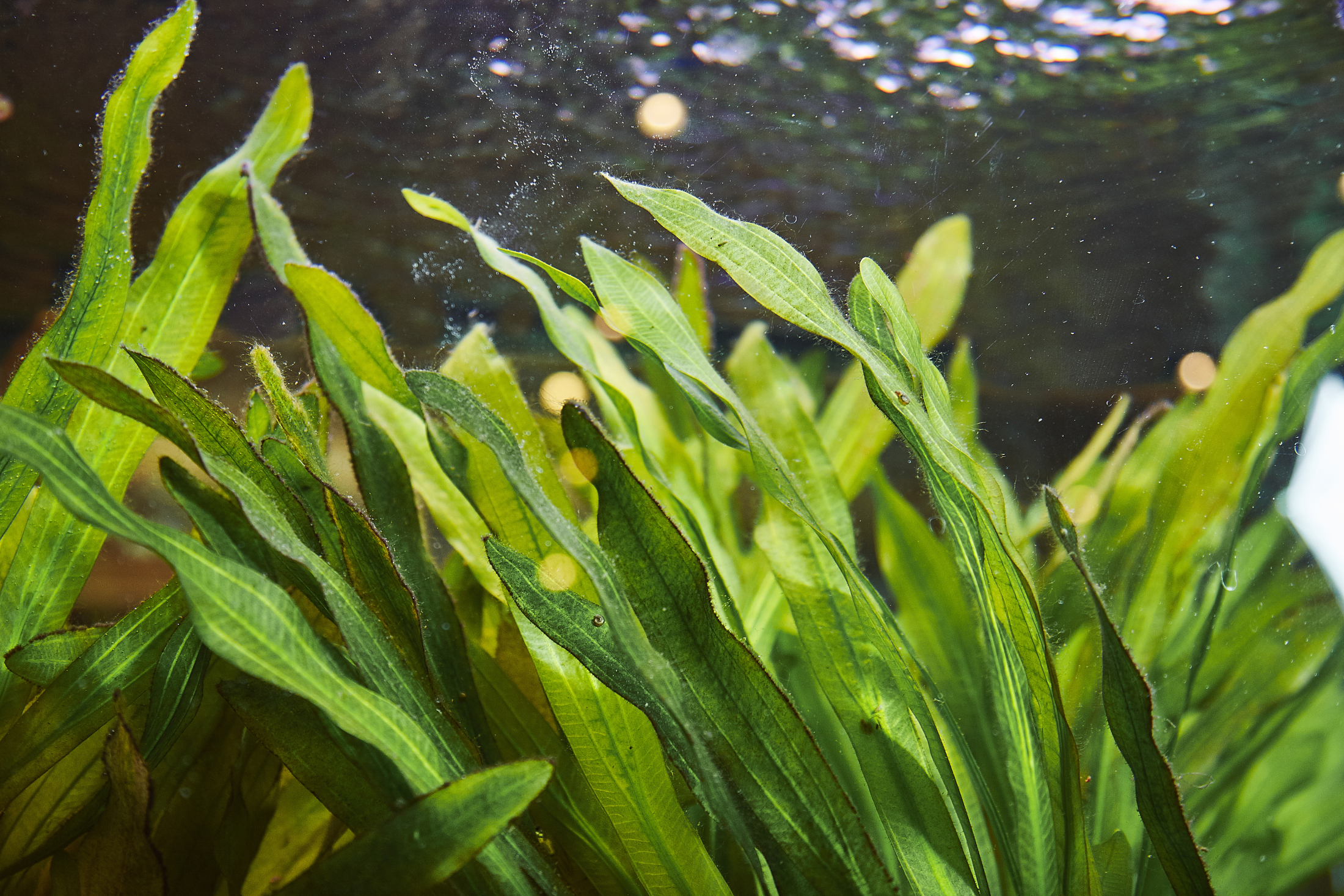 Sweet Water Algae Adobe Stock 248385011 (1)