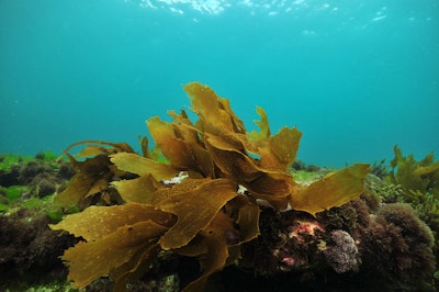 Seaweed biotech startup BioMara officially launched its flagship cosmetic active, Revyntra, during in-cosmetics Global 2025. Described as a premium high-purity fucoidan extract, the ingredient is derived from regeneratively farmed seaweed, and can be used in skin and hair care formulations.