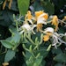 Honeysuckle 1