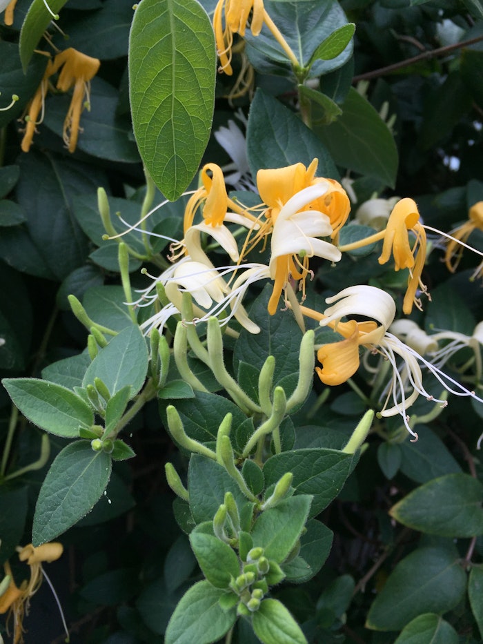 Honeysuckle 1