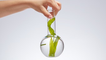 Kelp In Glassware In Lab Adobe Stock 625059662