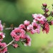 Lepto Adobe Stock 1251002343