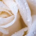 White Rose Dewy Petals Croda Natrineo