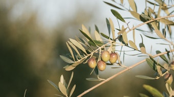 Olivante has phenolic and animal notes reminiscent of castoreum.