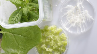 The project's objective was to establish new, sustainable production systems for plant-derived cosmetic ingredients with scientifically validated biological activity and efficacy.