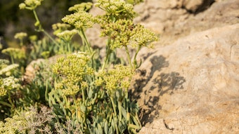 BotaniCellar Crithmum Maritimum, based on the namesake extract, has been described as 'the most precious skin care ingredient of the 21st century' and is a rare plant from Brittany’s coast, according to Uniproma.