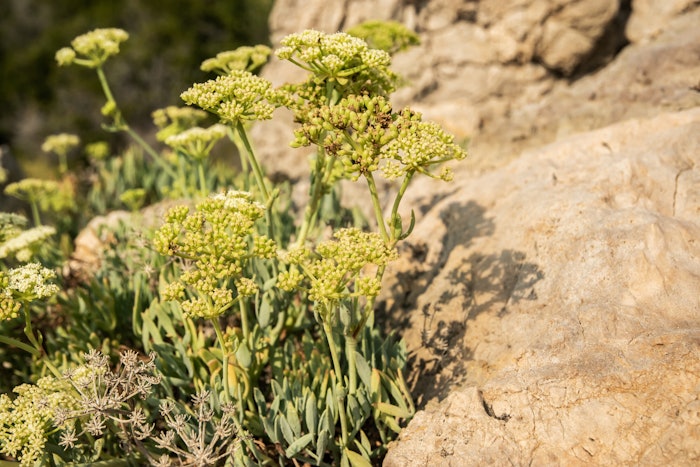 BotaniCellar Crithmum Maritimum, based on the namesake extract, has been described as 'the most precious skin care ingredient of the 21st century' and is a rare plant from Brittany&rsquo;s coast, according to Uniproma.