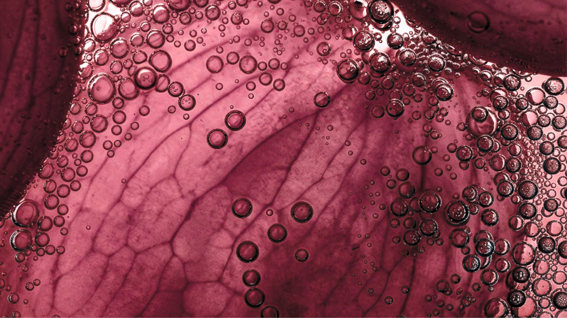 By combining capabilities in skin science, microbiome research and functional health ingredients, the division is designed to help customers create &ldquo;inside-out&rdquo; and holistic care solutions.