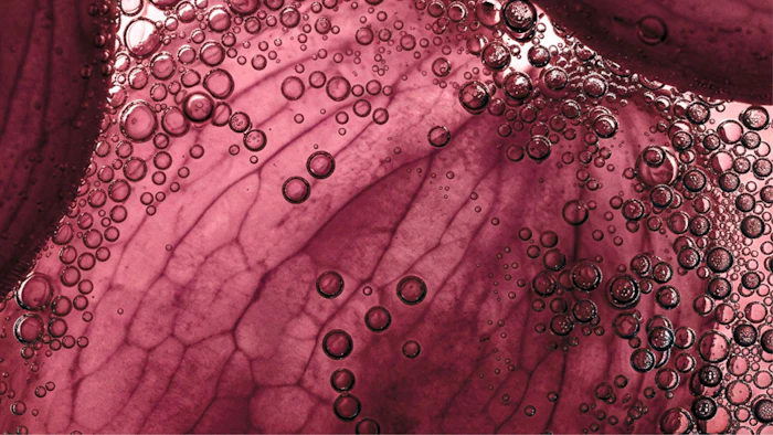 By combining capabilities in skin science, microbiome research and functional health ingredients, the division is designed to help customers create “inside-out” and holistic care solutions.