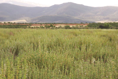Golden grain field with mountain range and village settlement in the distance under hazy sky