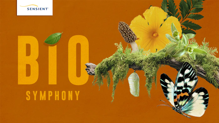 Sens 0078 Cover1 Orange Butterfly 800x450 (lead Image)