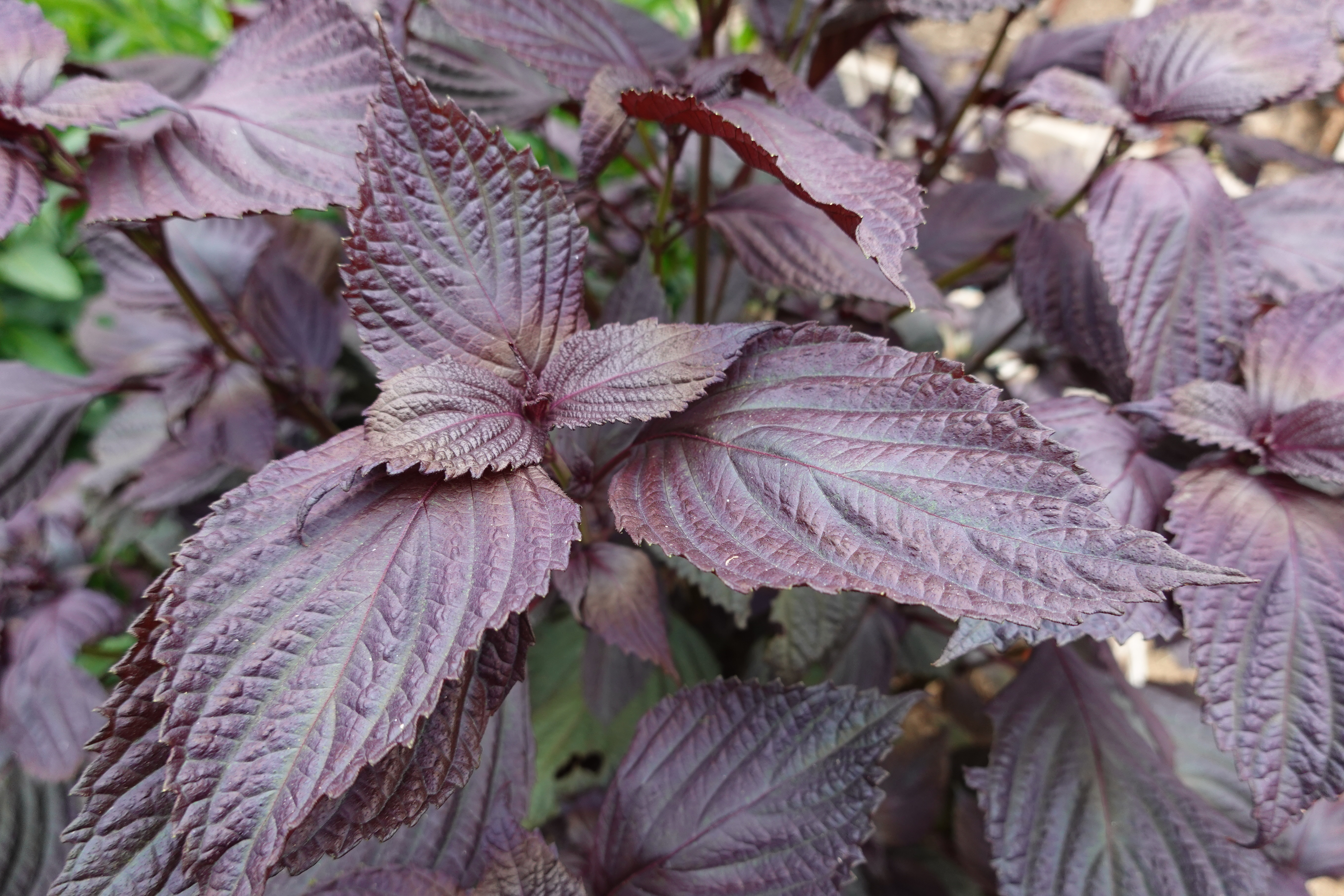 Derived from red shiso, Shisome delivers a phytochemical complex standardized to contain four times the concentration of rosmarinic acid, boosting antioxidant performance and targeting skin resilience.