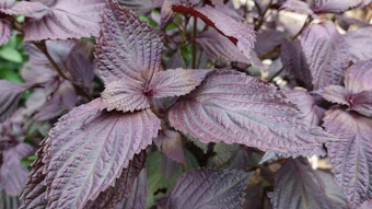 Derived from red shiso, Shisome delivers a phytochemical complex standardized to contain four times the concentration of rosmarinic acid, boosting antioxidant performance and targeting skin resilience.