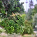 Derived from the wood of Japanese cypress (Chamaecyparis obtusa), Seikodo Ishida Co., Ltd.’s hinoki oil is a distinctive natural ingredient that combines a fresh coniferous character with warm woody depth and strong sustainability credentials.