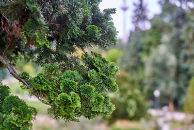 Derived from the wood of Japanese cypress (Chamaecyparis obtusa), Seikodo Ishida Co., Ltd.’s hinoki oil is a distinctive natural ingredient that combines a fresh coniferous character with warm woody depth and strong sustainability credentials.