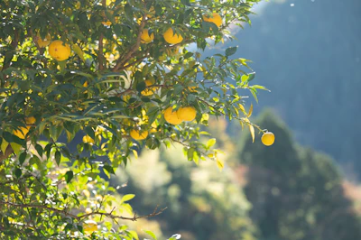Seikodo Ishida Co., Ltd.'s yuzu oil TS (extract) is a solvent-extracted oil derived from yuzu peel that delivers a rich, long-lasting aroma and flavor profile.