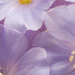 Inolex June Pru