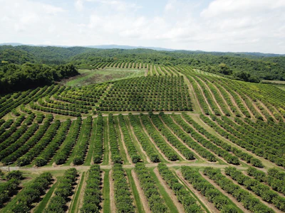 De Monchy's recent supply chain report highlights that high-value botanical extracts are facing intense regional disruptions, from crop damage caused by wildfires in the Western Cape impacting buchu oil yields, to heavy rainfall delaying Argentina’s lemon oil season.